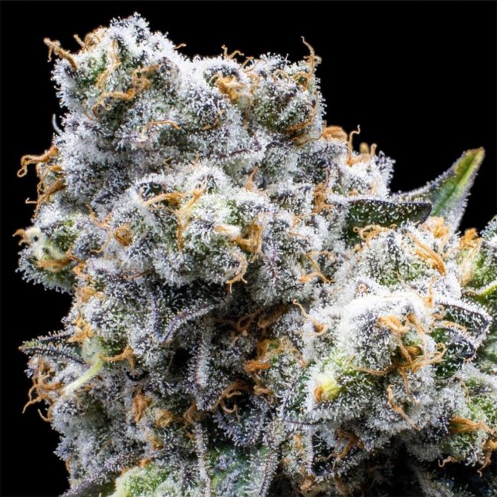 Seedsman Seeds Grapes & Cream Feminisierte Hanfsamen Blüte