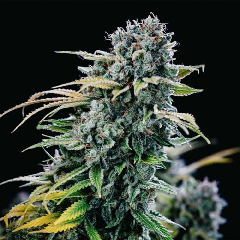 Seedsman Seeds Green Crack Feminisierte Hanfsamen Blüte