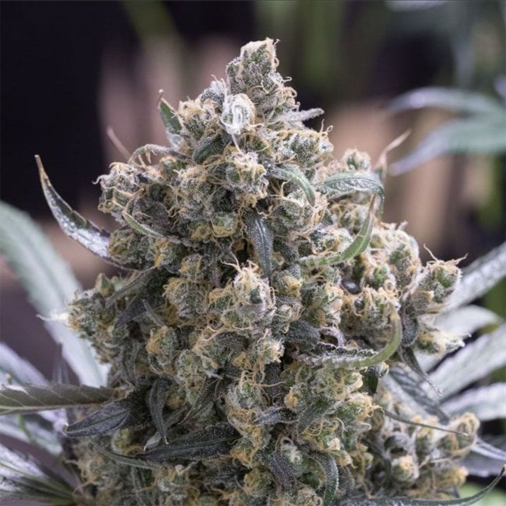 Seedsman Seeds Green Crack Feminisierte Hanfsamen Blüte