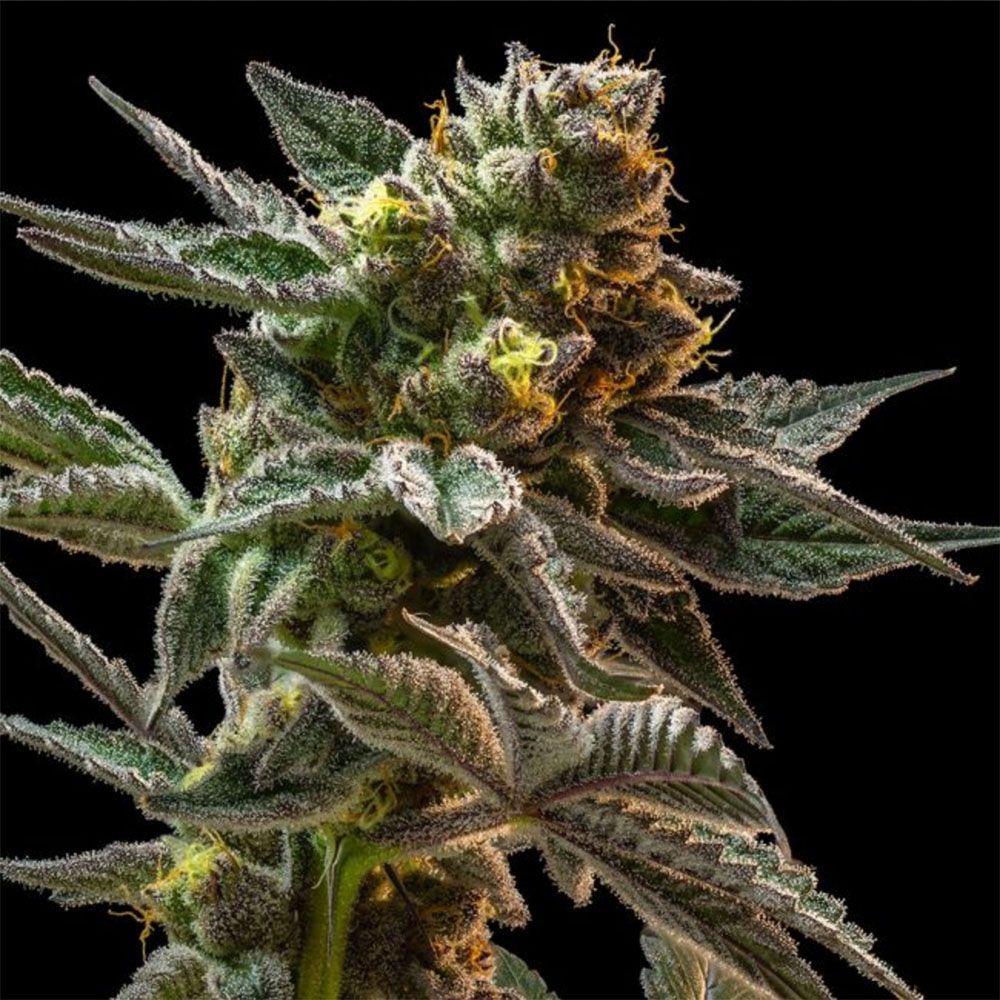 Seedsman Seeds Gush Mintz Feminisierte Hanfsamen Blüte