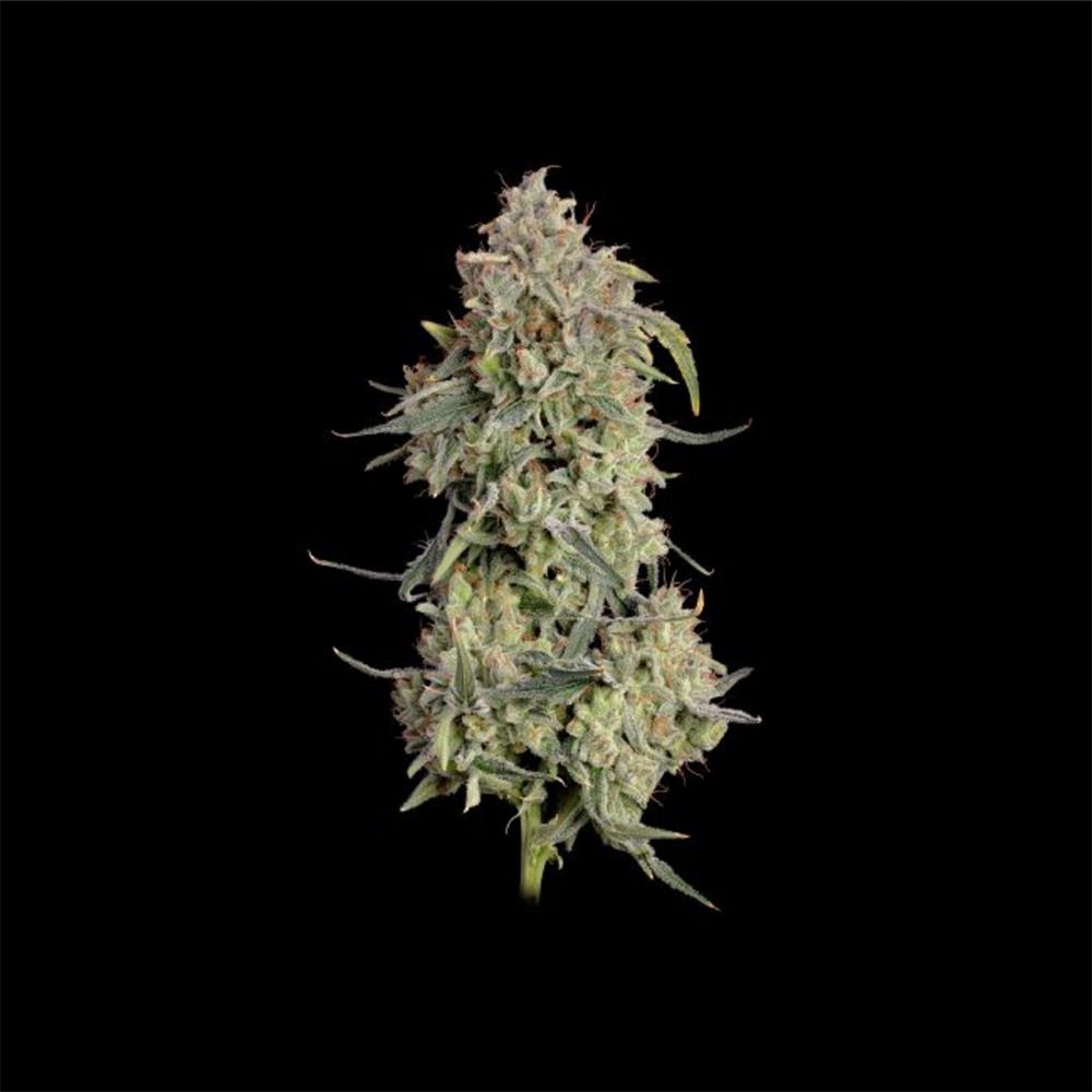 Seedsman Seeds Lilac Cookies Automatic Hanfsamen Blüte