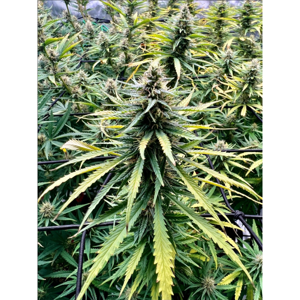 Seedsman Seeds Mama Thai Reguläre Hanfsamen