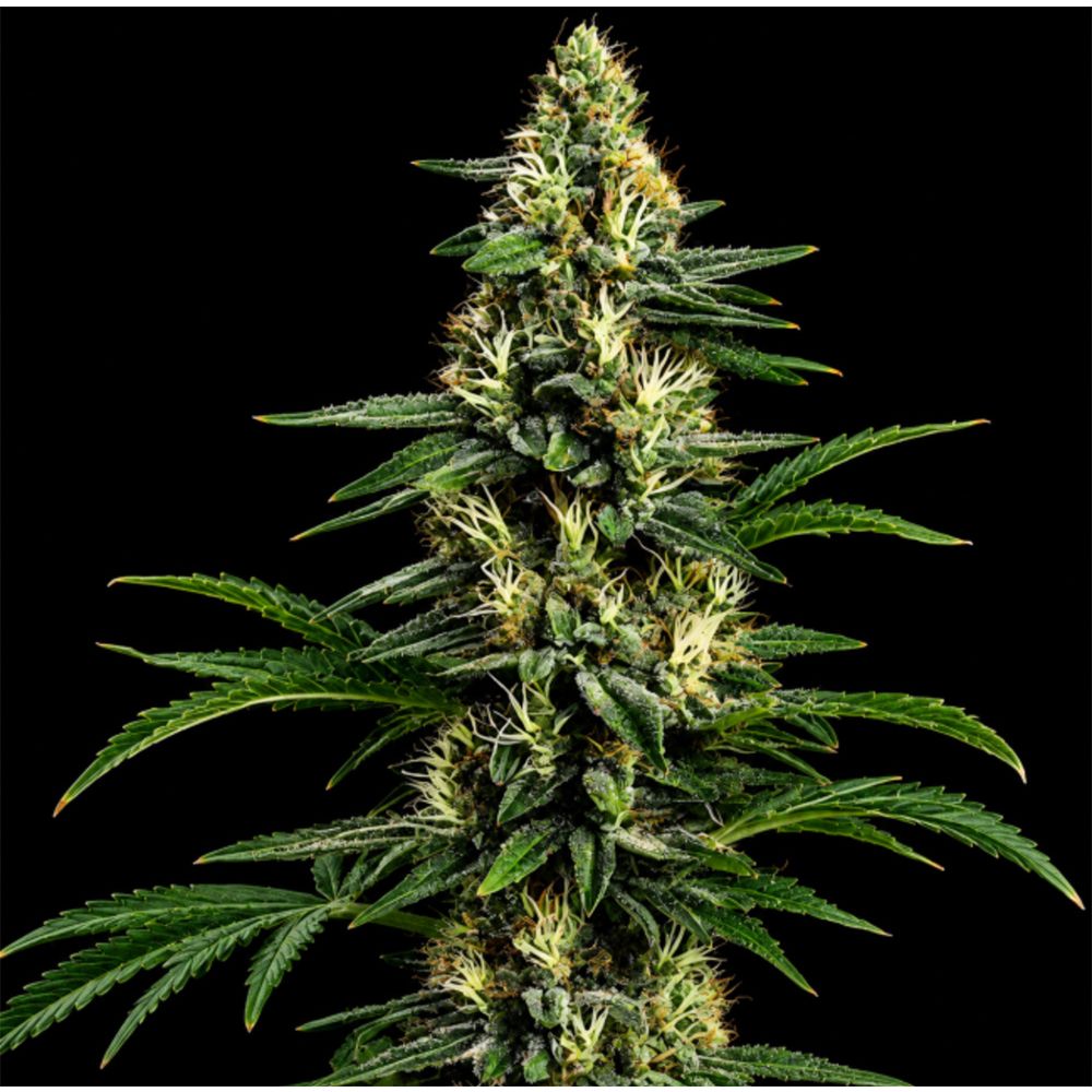 Seedsman Seeds Northern Lights 99 Feminisierte Hanfsamen Blüte