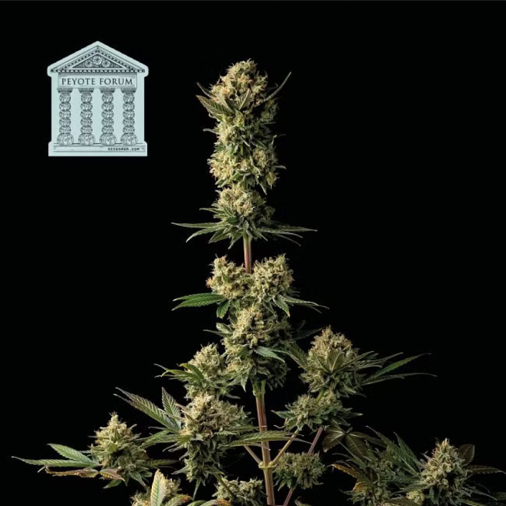 Seedsman Seeds Peyote Forum Feminisierte Hanfsamen