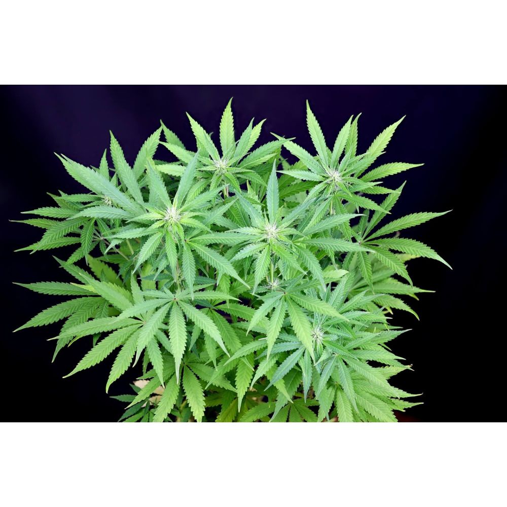 Seedsman Seeds Peyote Forum Feminisierte Hanfsamen