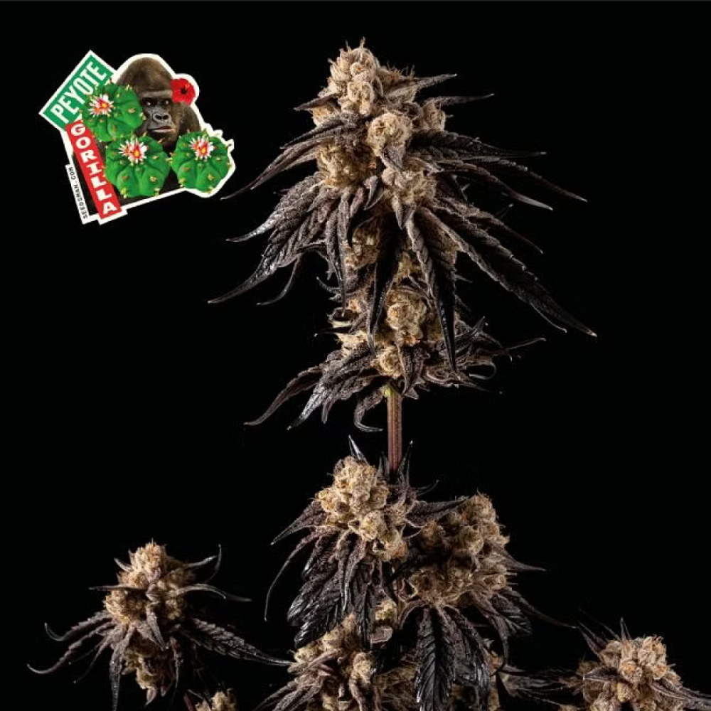 Seedsman Seeds Peyote Gorilla Feminisierte Hanfsamen