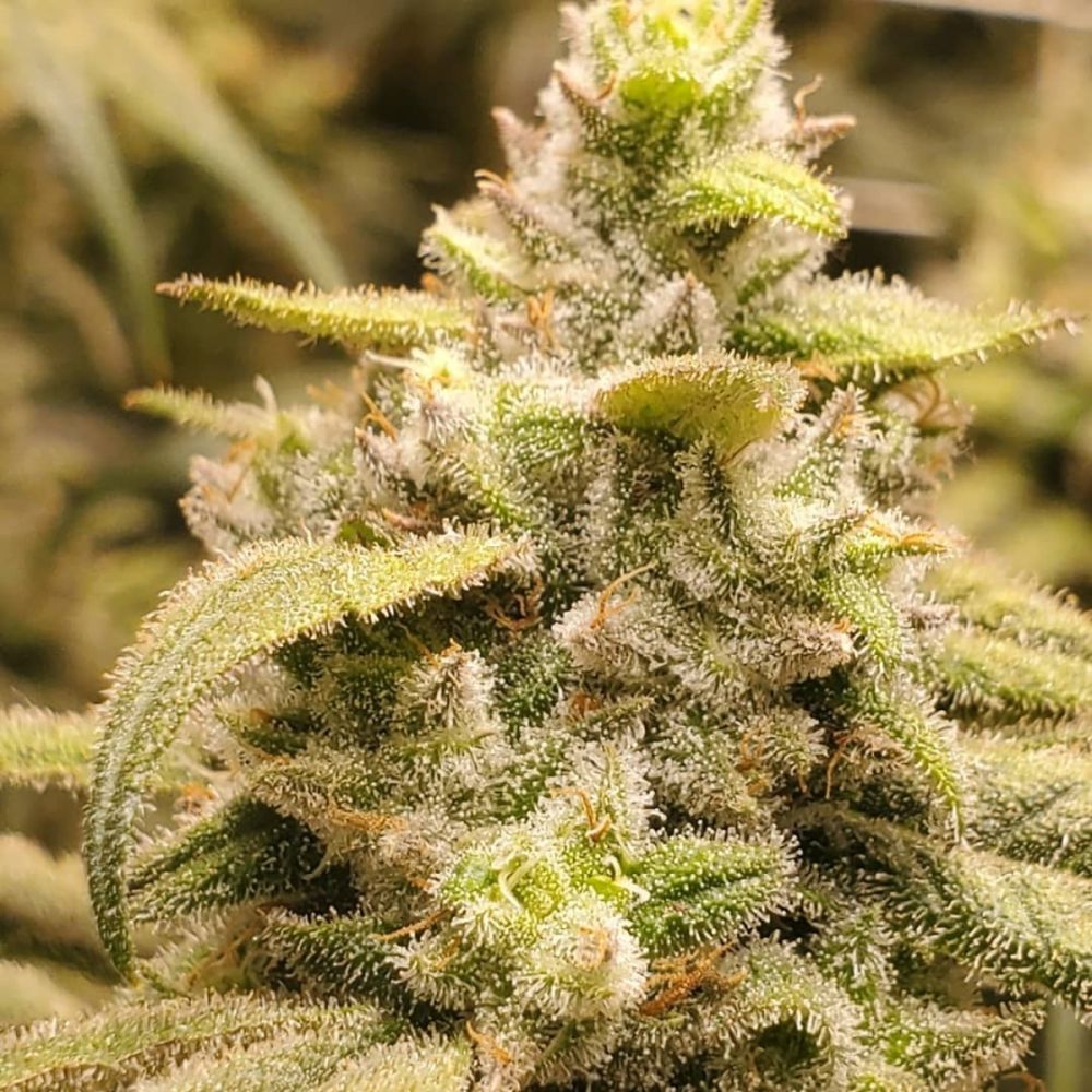 Seedsman Seeds Peyote Gorilla Feminisierte Hanfsamen