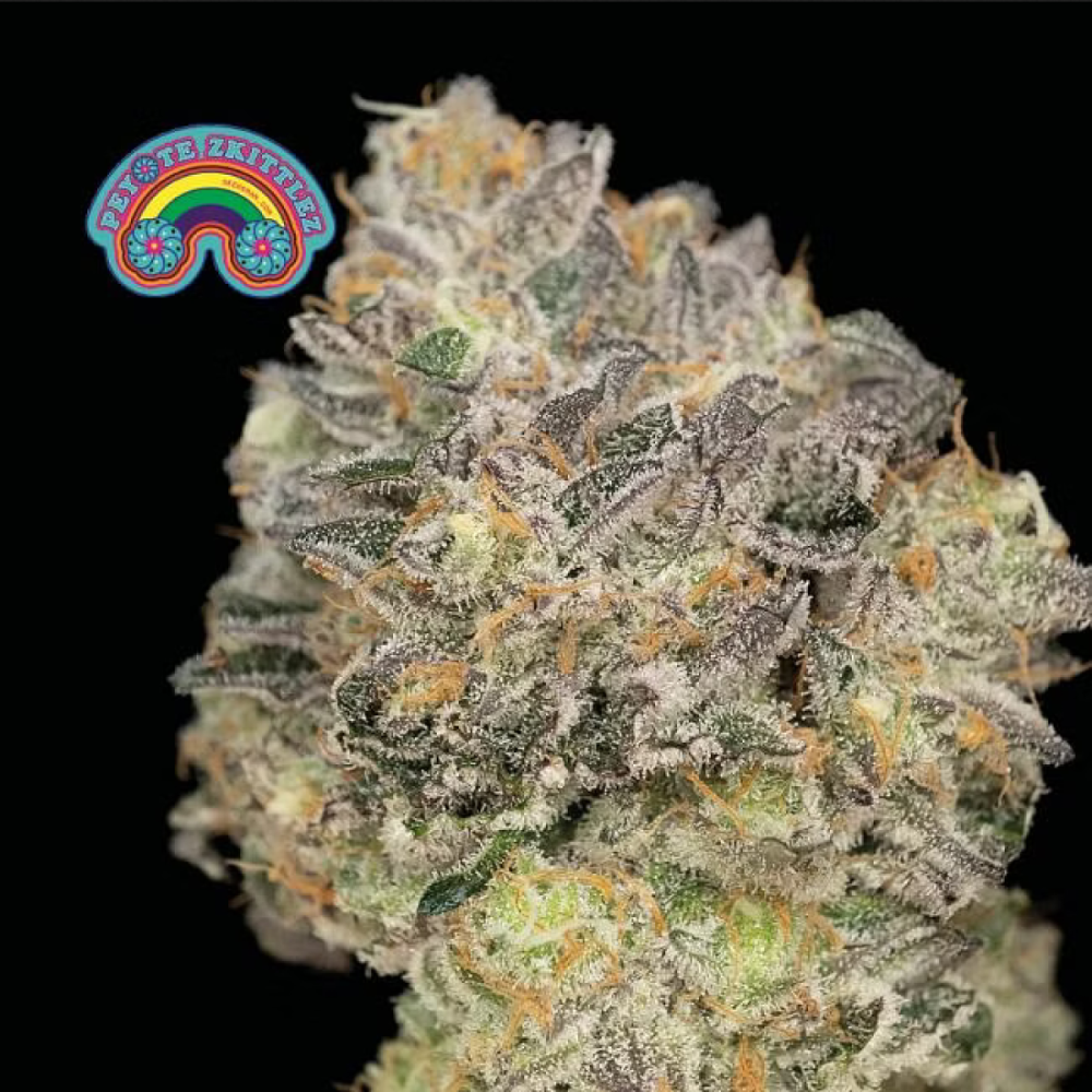 Seedsman Peyote Zkittlez Feminisierte Hanfsamen