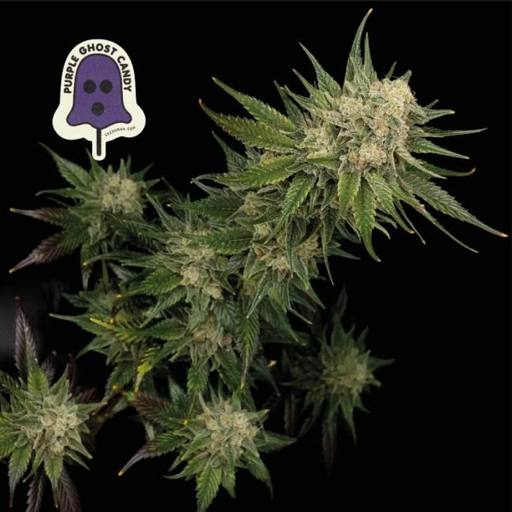 Seedsman Seeds Purple Ghost Candy Feminisierte Hanfsamen
