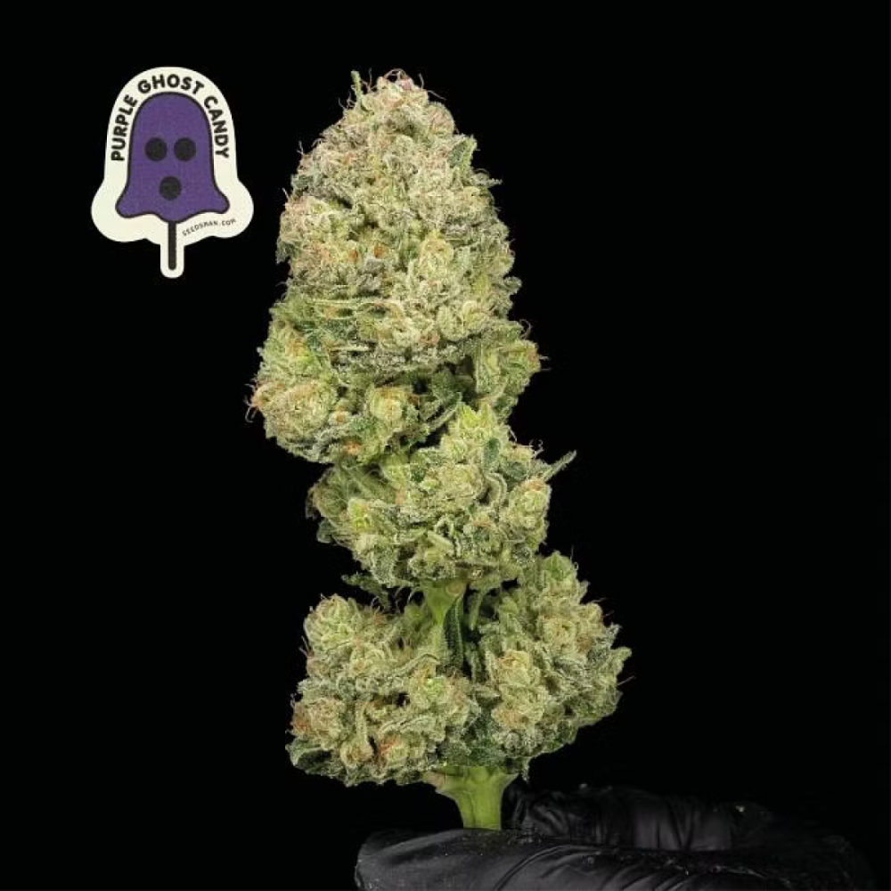 Seedsman Seeds Purple Ghost Candy Feminisierte Hanfsamen