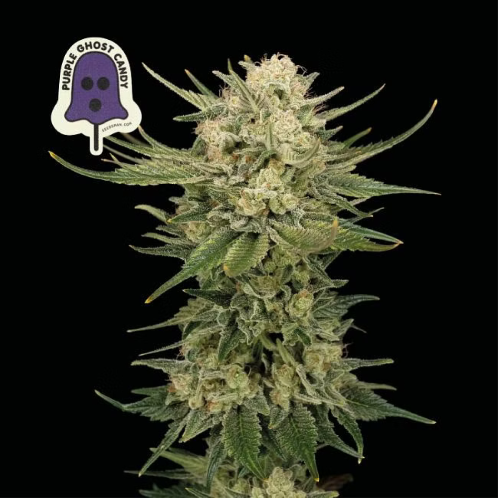 Seedsman Seeds Purple Ghost Candy Feminisierte Hanfsamen