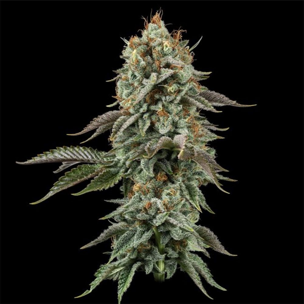 Seedsman Seeds Sour Diesel Feminisierte Hanfsamen Blüte