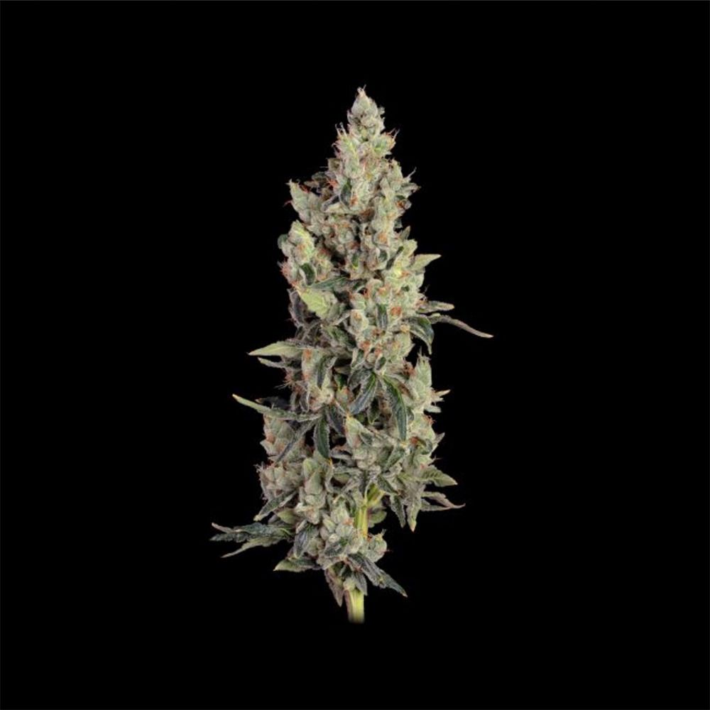 Seedsman Seeds Thai Cookies Automatic Hanfsamen Blüte
