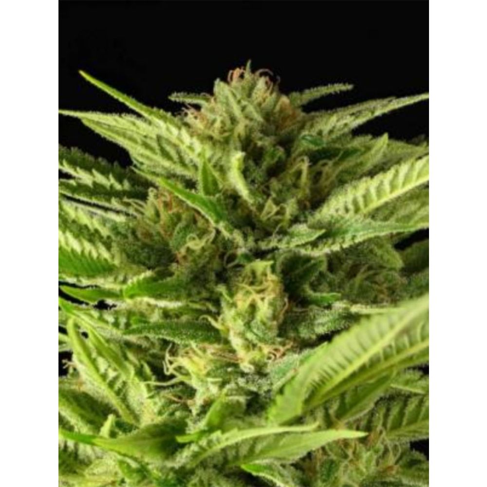 Serious Seeds Fruity Durban Feminisierte Cannabissamen
