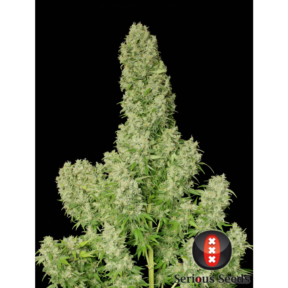 Serious Seeds White Russian Reguläre Hanfsamen