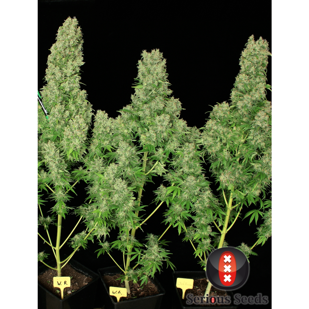 Serious Seeds White Russian Reguläre Hanfsamen