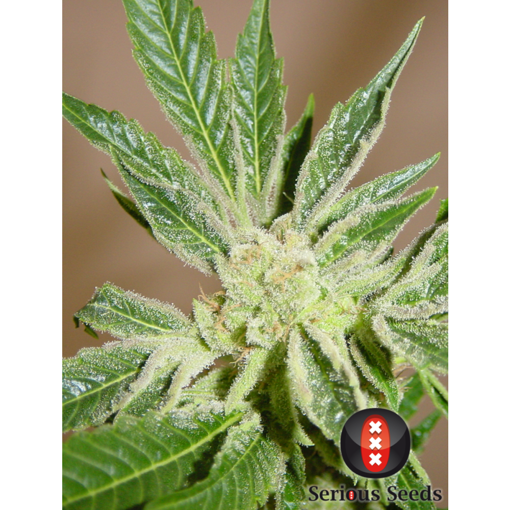 Serious Seeds White Russian Reguläre Hanfsamen
