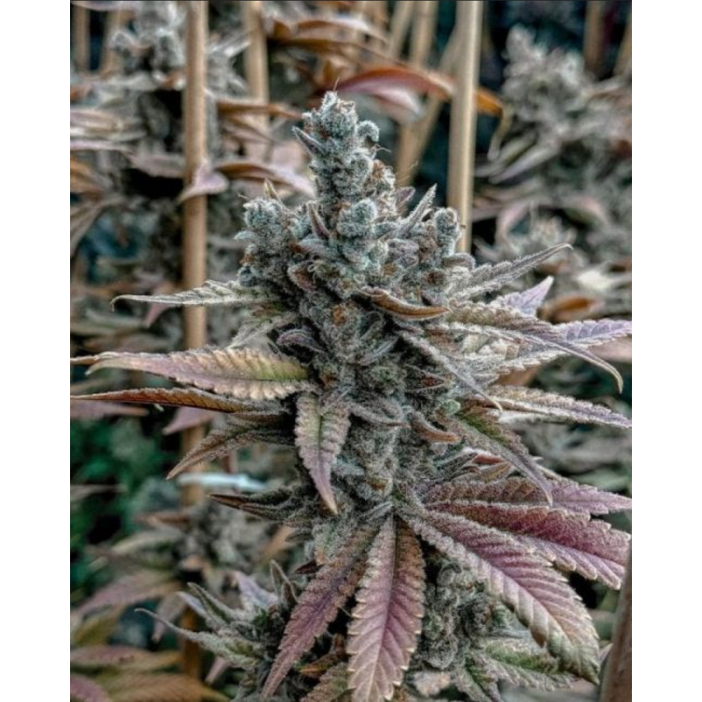 Solfire Gardens Lemon Elixir Feminisierte Cannabissamen Blüte