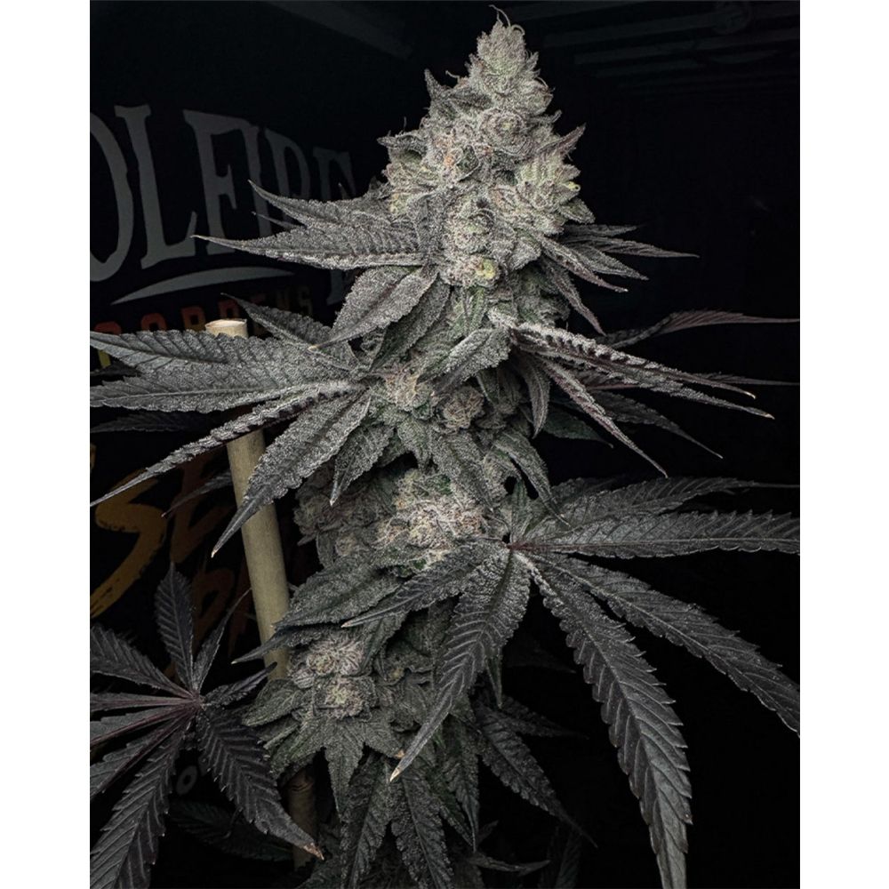 Solfire Gardens Lucid Vision Feminisierte Cannabissamen Blüte