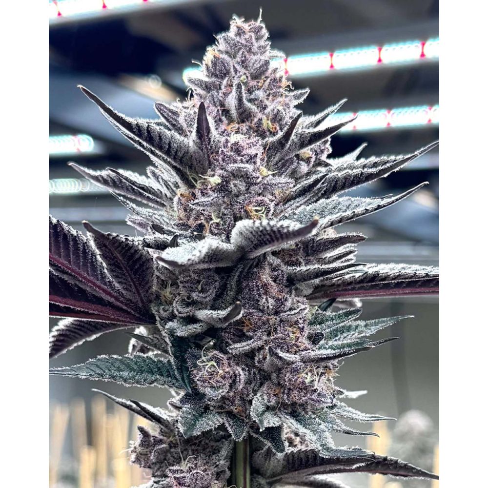 Solfire Gardens Pink Milk Feminisierte Cannabissamen Blüte