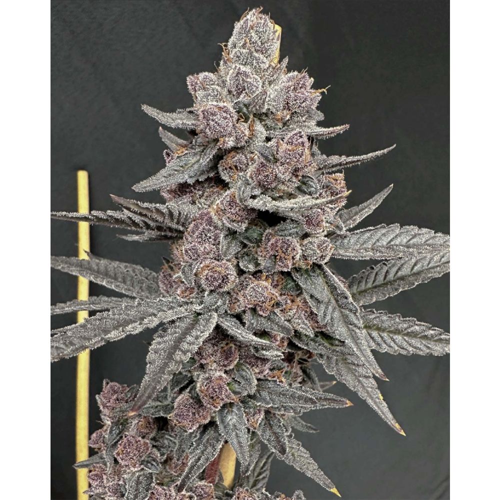 Solfire Gardens Sinferno Feminisierte Cannabissamen Blüte