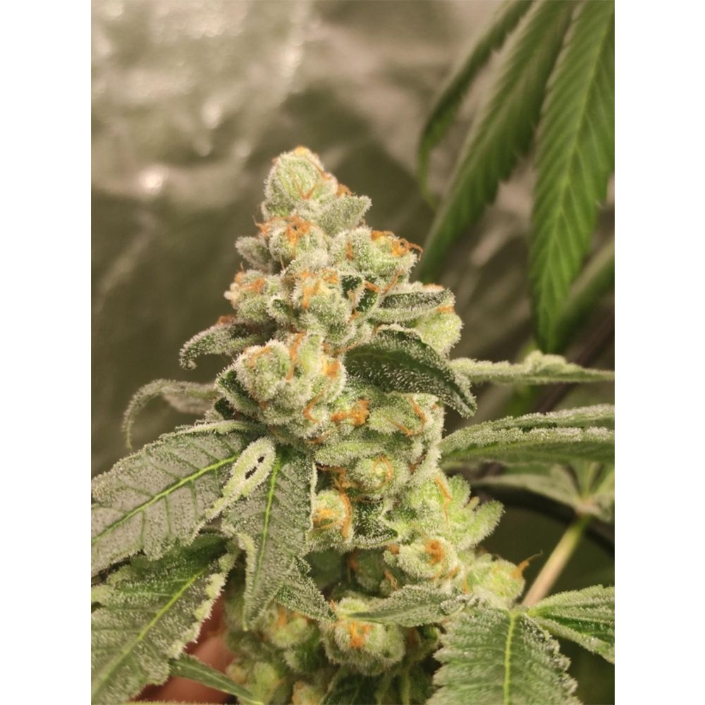 Super Sativa Seed Club Green Papaya Feminisierte Hanfsamen Cannabisblüte