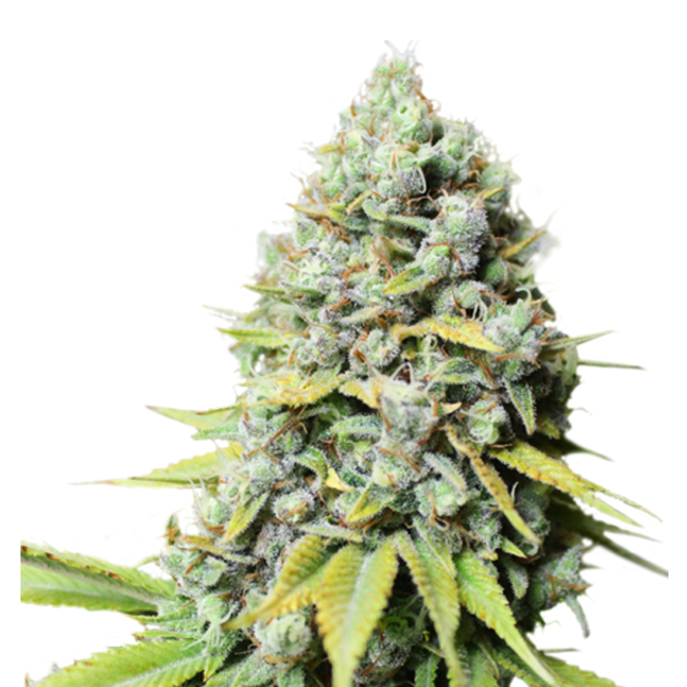 Super Sativa Seed Club Kosher Haze Reguläre Hanfsamen