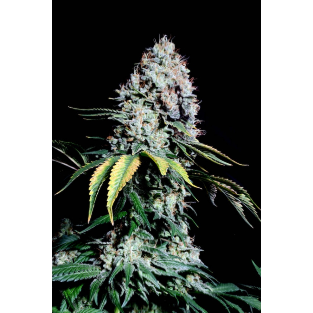 Super Sativa Seed Club Kosher Haze Reguläre Hanfsamen