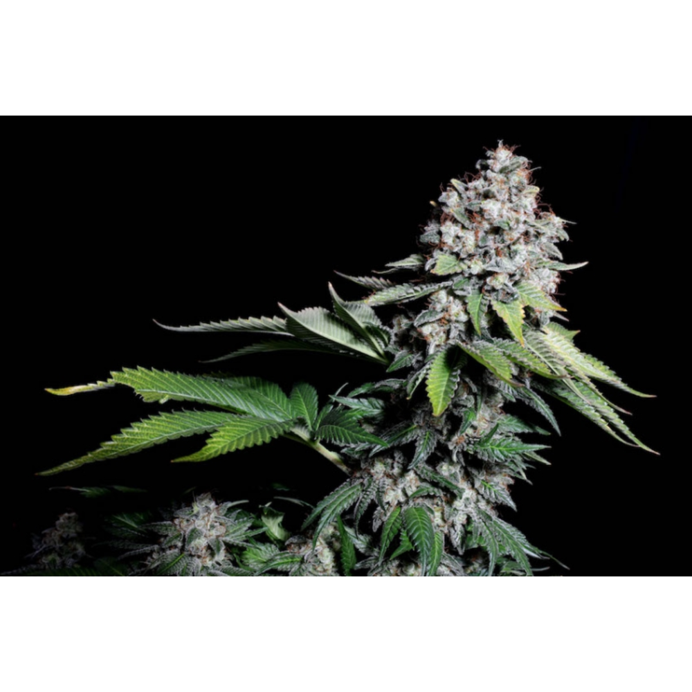 Super Sativa Seed Club Kosher Haze Reguläre Hanfsamen