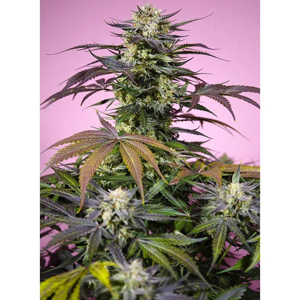Sweet Seeds Gelonade Feminisierte Cannabissblüte