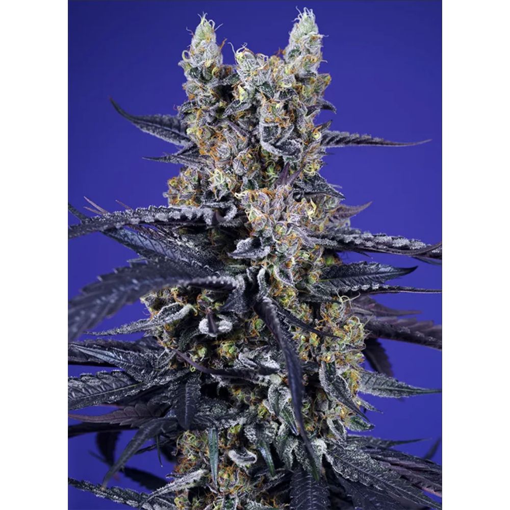 Sweet Seeds Super Boof XL Automatic Cannabissblüte