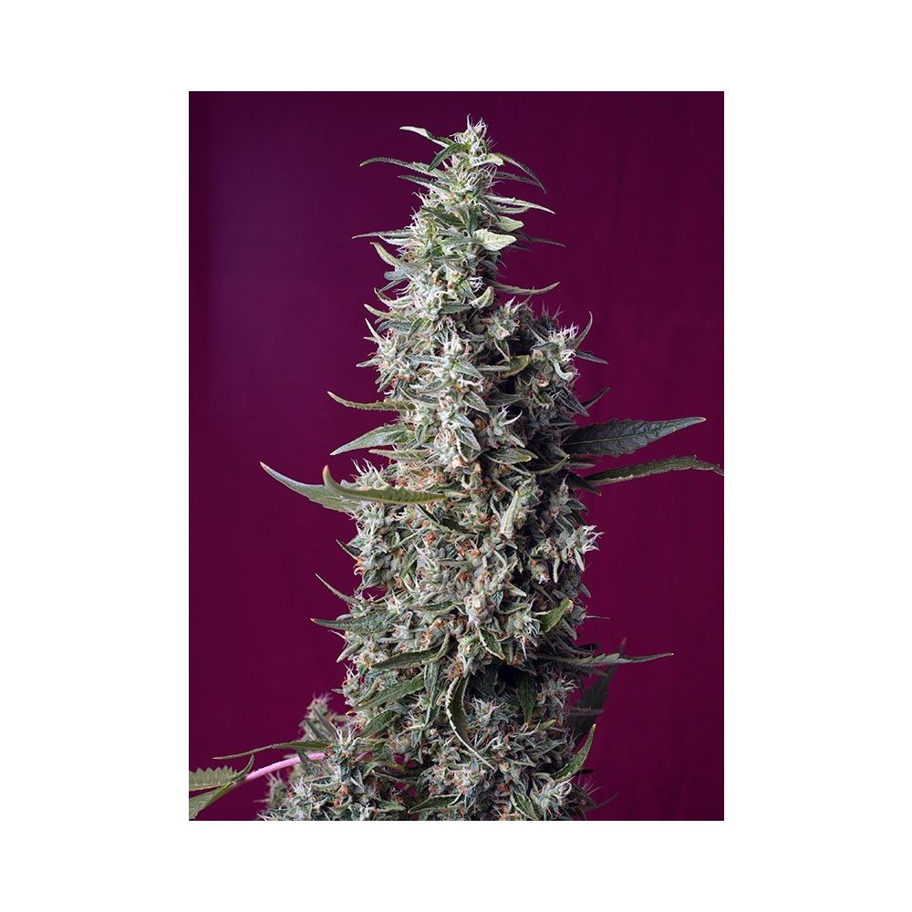 Sweet Seeds Sweet Cherry Pie Feminisierte Hanfamen