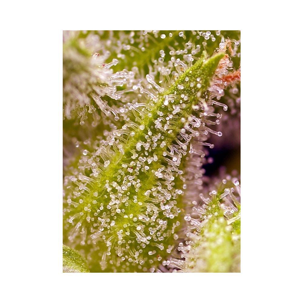 Sweet Seeds Sweet Cherry Pie Feminisierte Hanfamen