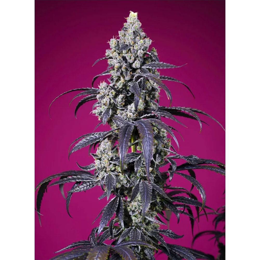 Sweet Seeds Tropicanna Cherry XL Automatic Cannabissblüte