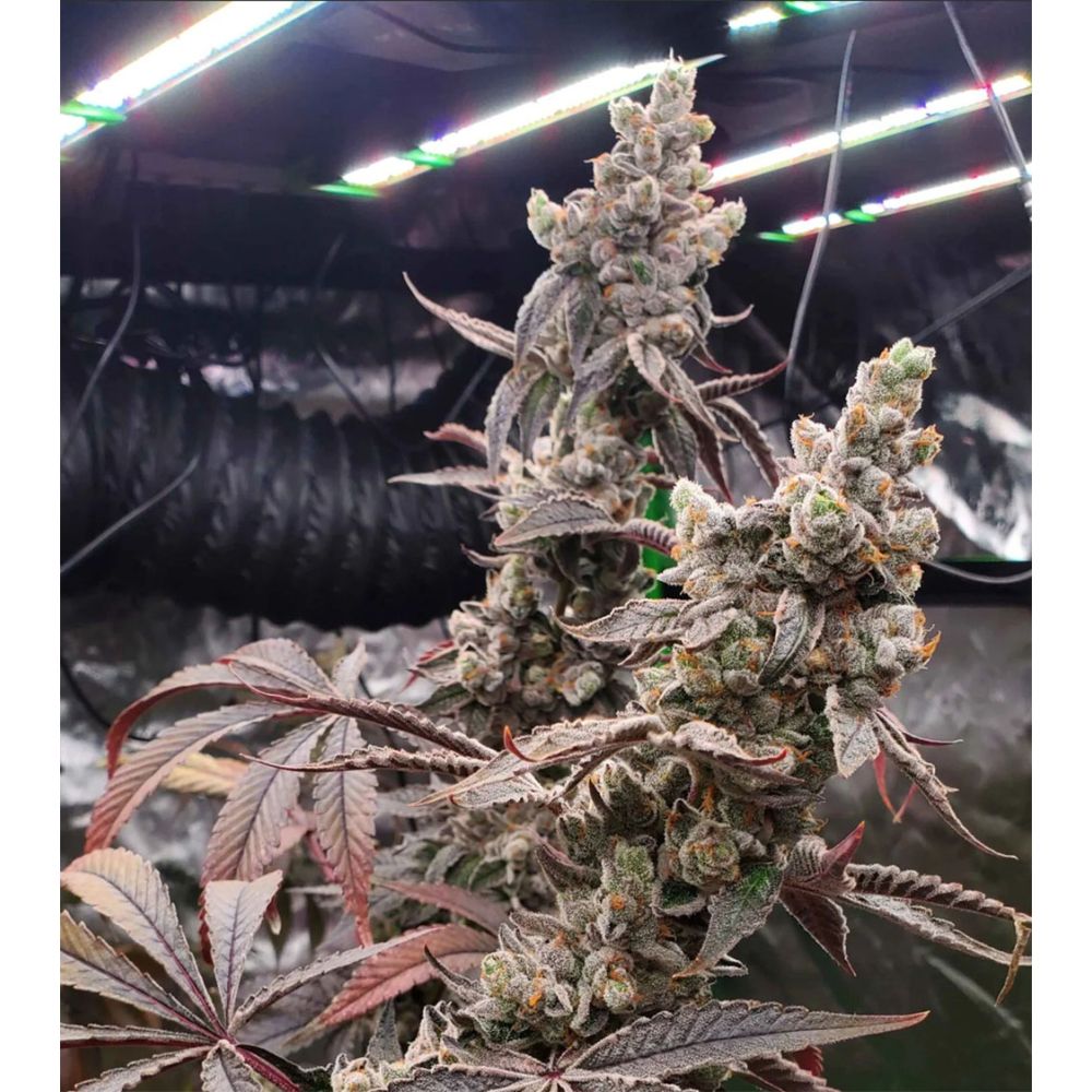 Unami Seed Co Strawzilla Feminisierte Cannabissamen