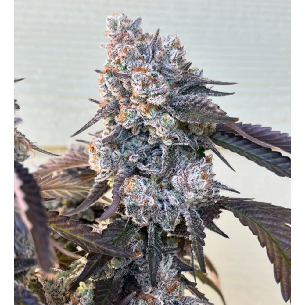 Unami Seed Co Frostade Feminisierte Cannabissamen