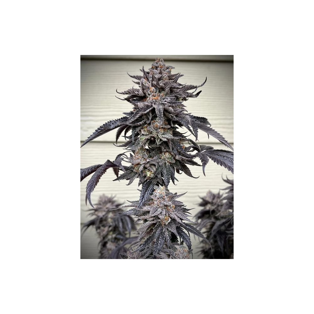 Unami Seed Co Zodaza Feminisierte Cannabissamen