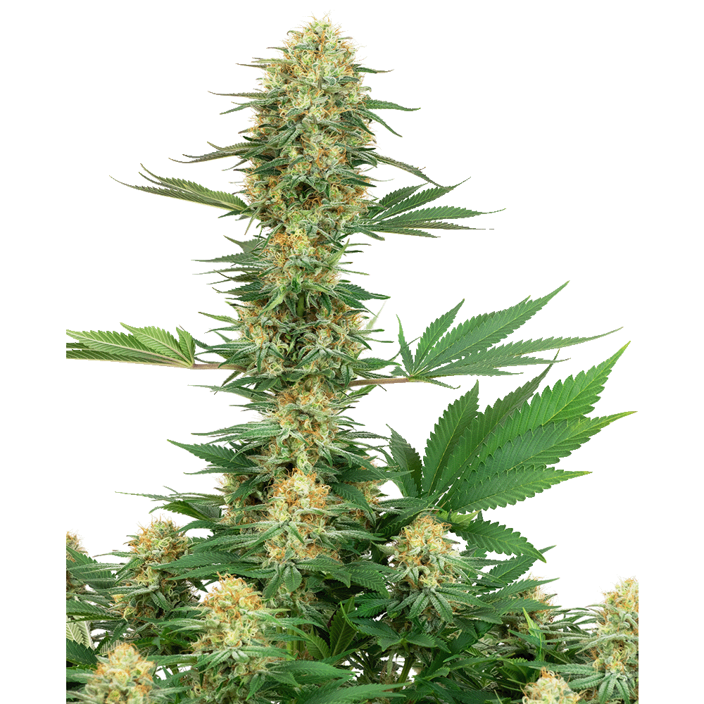 White Label Gelato #420 feminisierte Hanfsamen Blüte