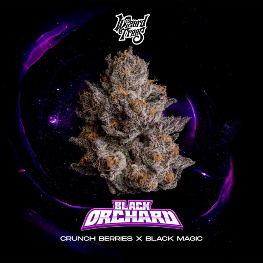 Wizard Trees Black Orchard Feminisierte Cannabissamen