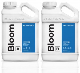 Athena Bloom A&B