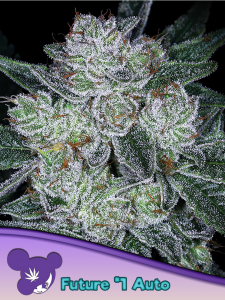 Future #1 Auto