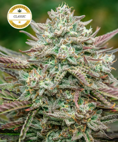 Face Fat Auto