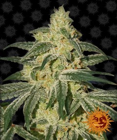 Afghan Hash Plant Regulär