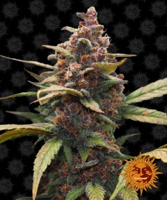 Ayahuasca Purple Feminisiert