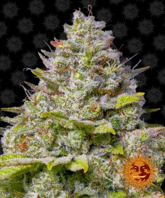 Blue Gelato 41 Feminisiert