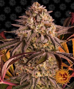 Blue Sunset Sherbert Feminisiert