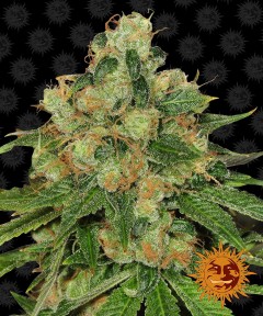 CBD Caramel Regulär