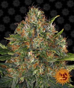 G13 Haze Regulär