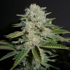 Sour Diesel Feminisiert