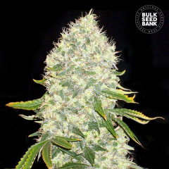 White Widow Feminisiert